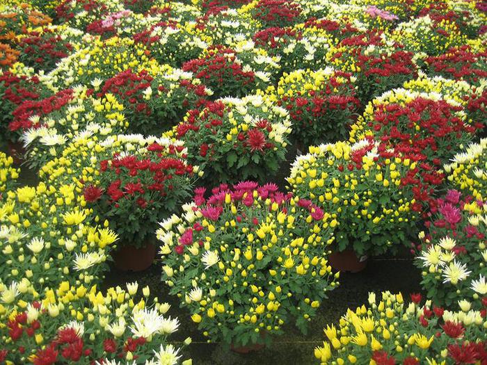 jarry-gamme-printemps-2017-chrysantheme-multifleurs-visuel06-pot-19-cm