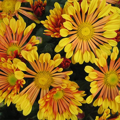 jarry-gamme-automne-chrysantheme-visuelhomepage-480-480