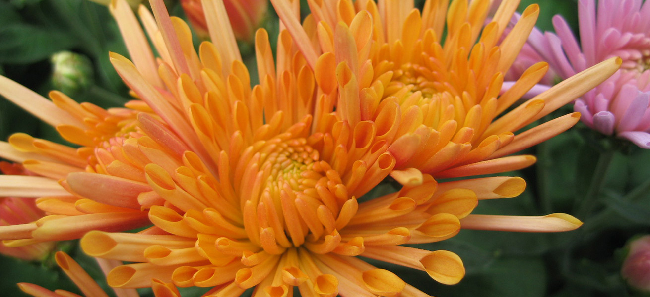 Production de Chrysanthème multifleurs par Jarry