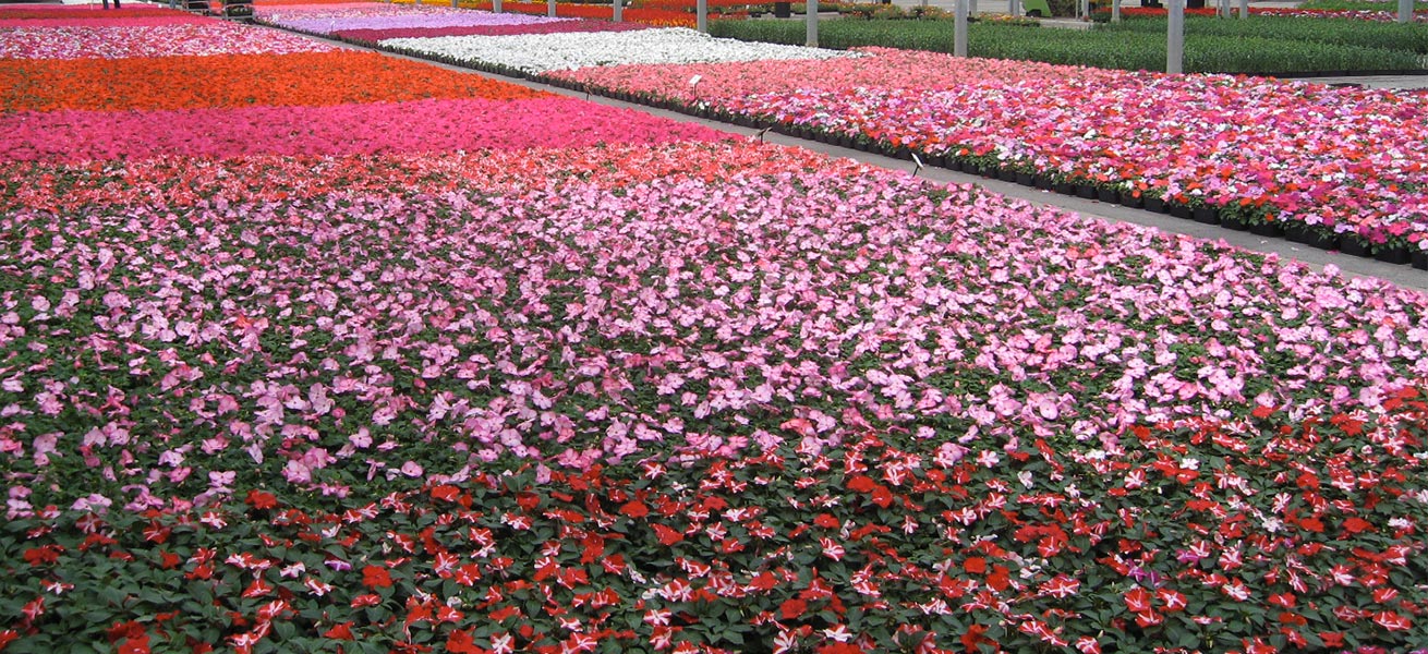 Production de Plantes à massifs semis par Jarry