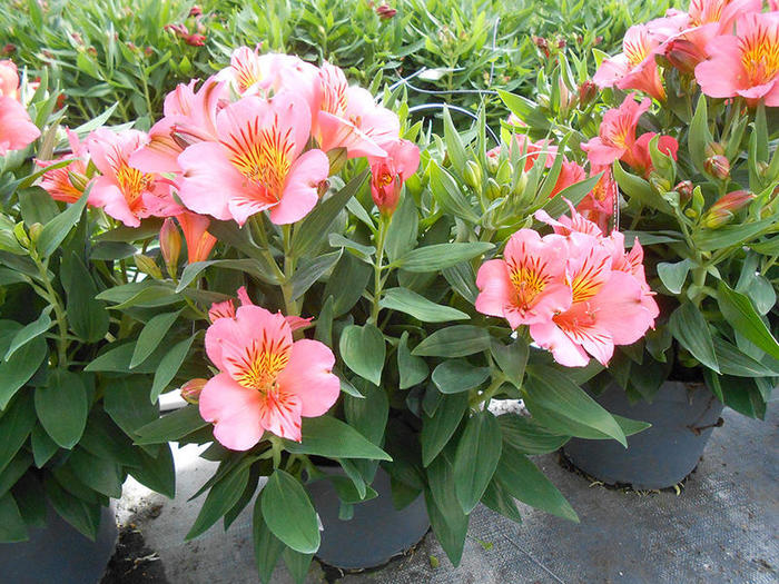 Alstroemeria-POT-19CM