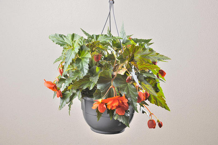 begonia-retombant-suspension-26cm