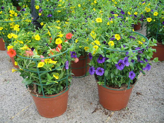 CALIBRACHOA-POT-19CM