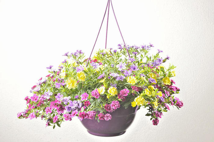 Calibrachoa-suspension-26cm