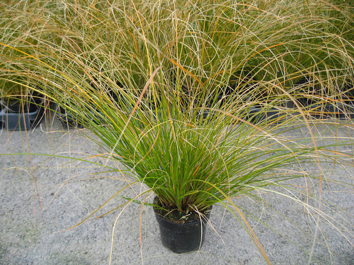 CAREX