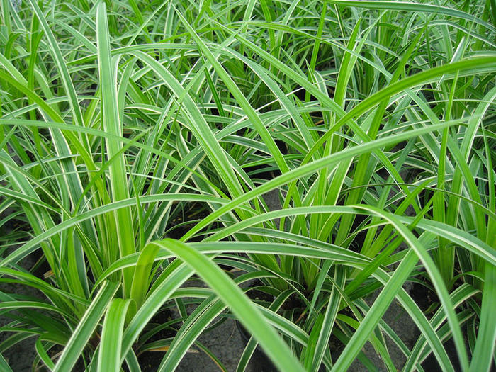 Carex-mo