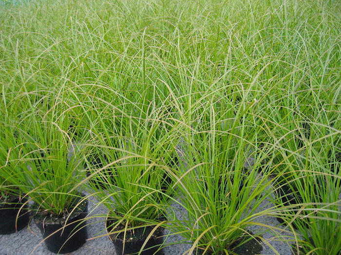 Carex-testacea