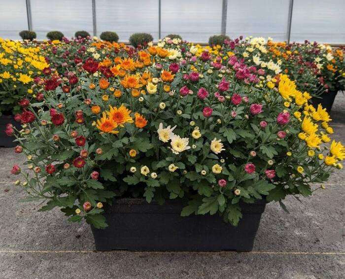 Chrysanthème-multifleurs-jardinière-de-40