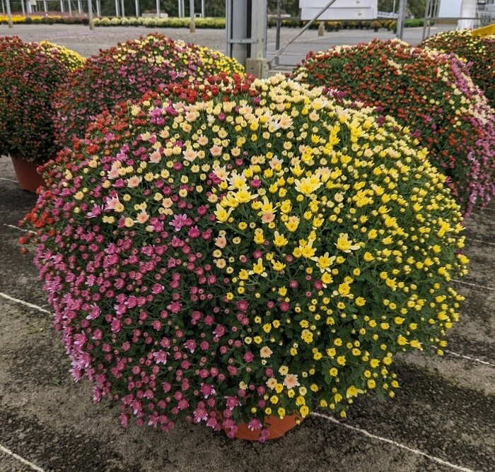 Chrysanthème-multifleurs-pot-de-11.5