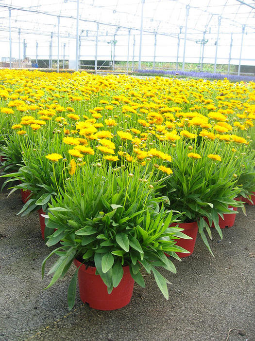 COREOPSIS-POT-19CM