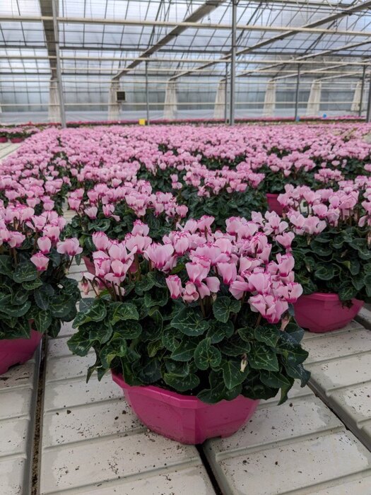 Coupe-de-23-cyclamen-'victoria'