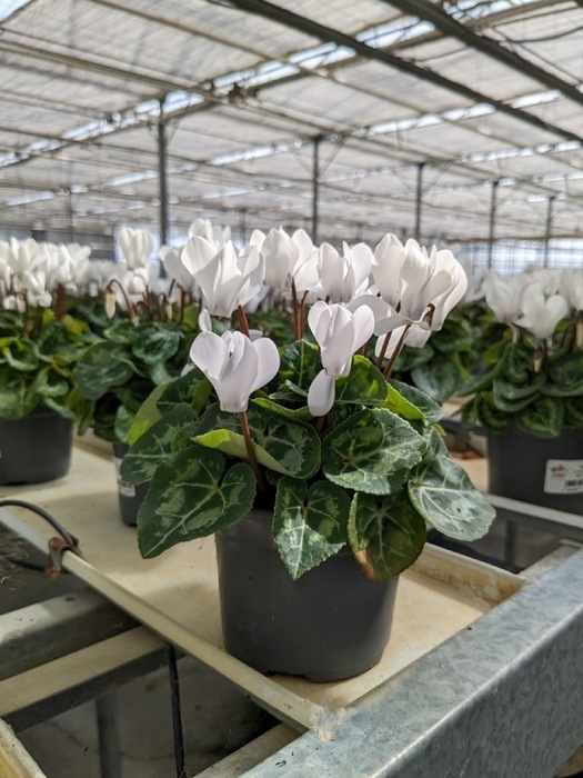 Cyclamen-blanc-pot-de-10.5-cm