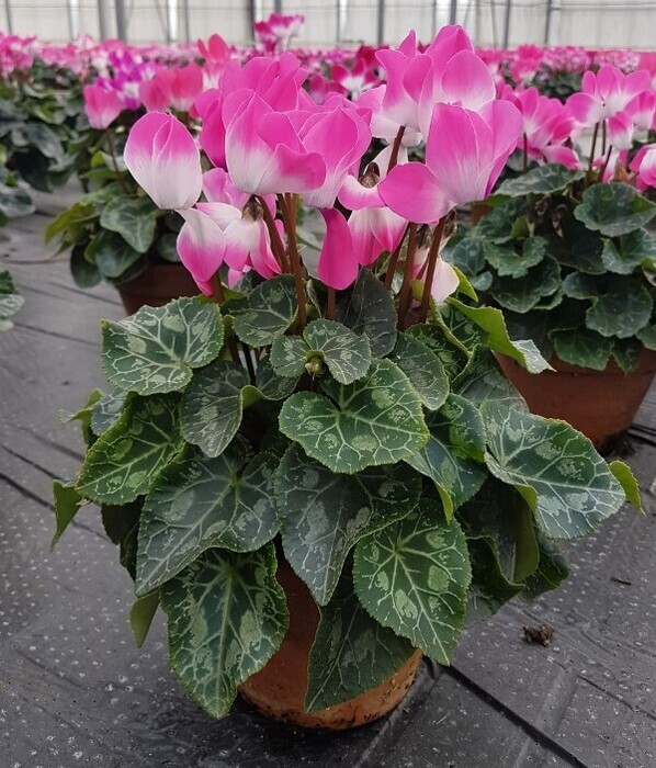 Cyclamen-Indiaka-pot-14-cm