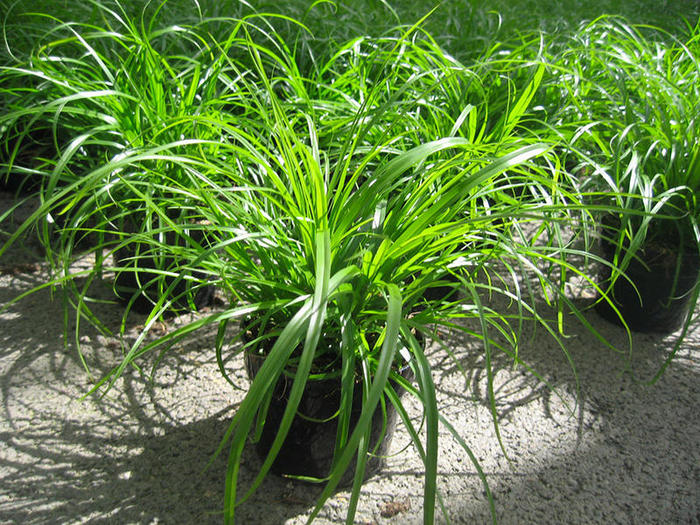 CYPERUS