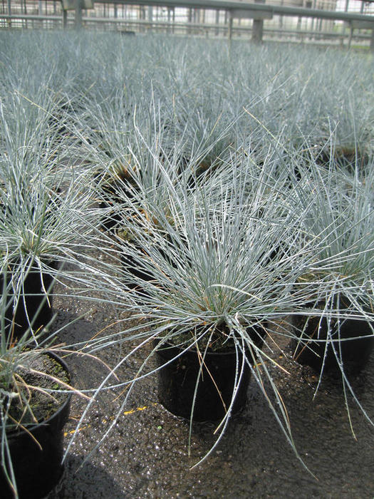 FESTUCA