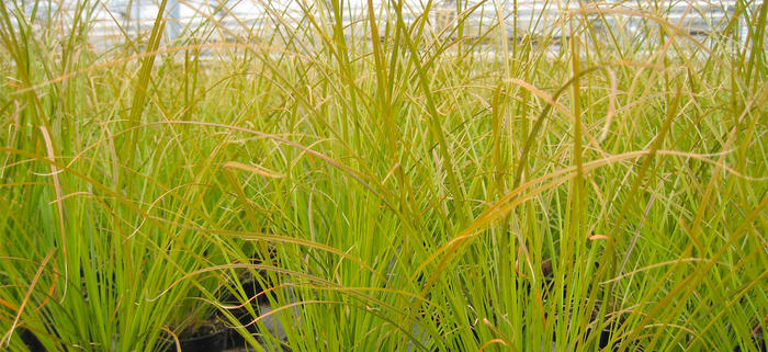 Production de Plantes vivaces d'automne par Jarry