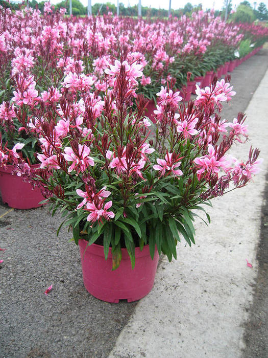 GAURA-POT-19CM