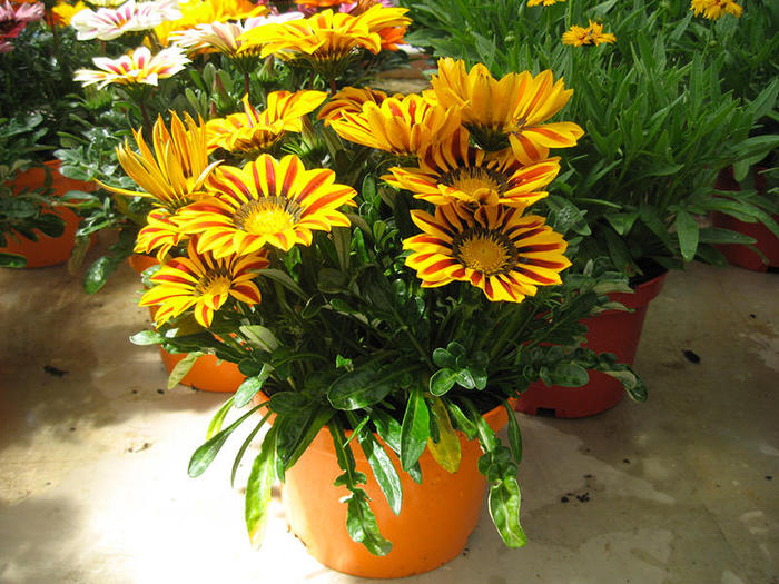 GAZANIA-POT-19CM