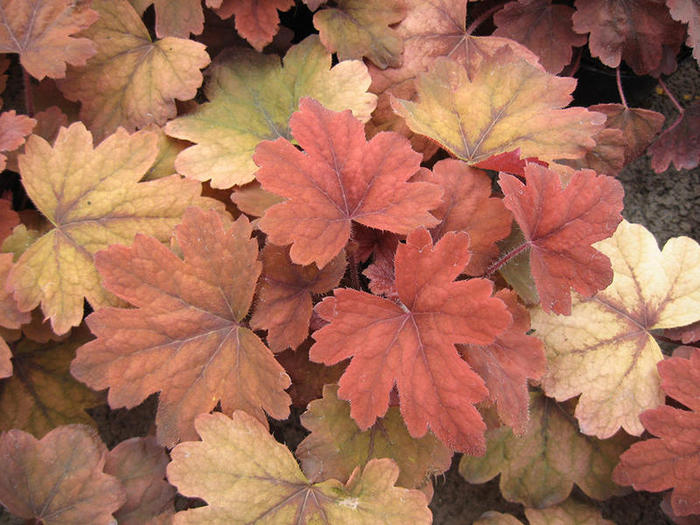 heuchera-1