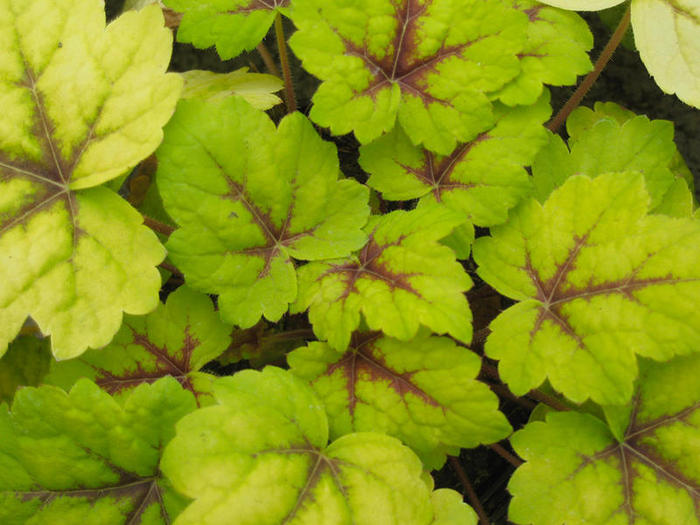 heuchera-2