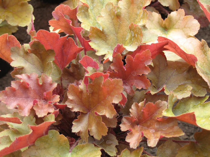 heuchera-3