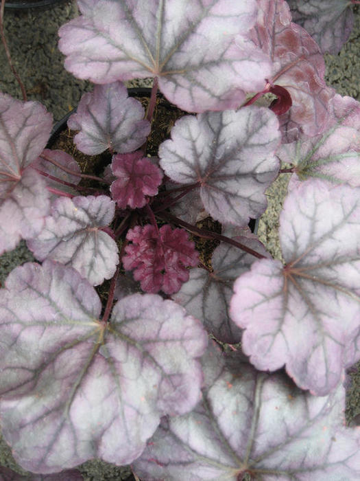 heuchera-4