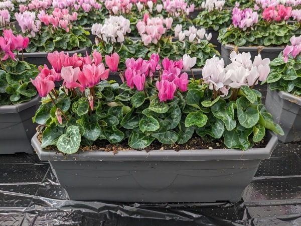 Jardinière-de-40-cm-cyclamen-crayon