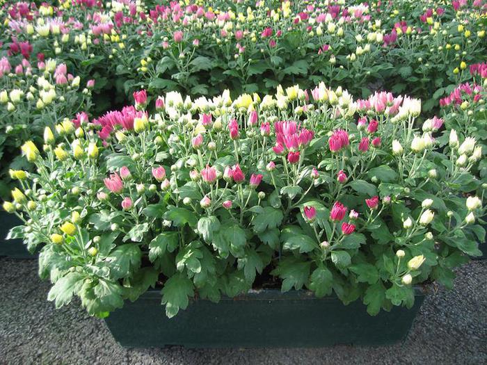 jarry-gamme-printemps-2017-chrysantheme-multifleurs-visuel05