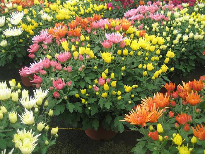 jarry-gamme-printemps-2017-chrysantheme-multifleurs-visuel07-pot-19-cm