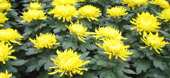 Production de Chrysanthème grosses fleurs par Jarry