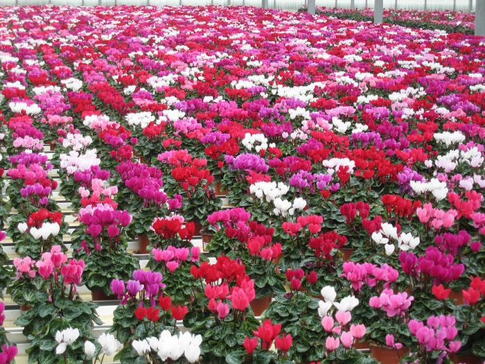jarry-gamme-printemps-2017-mini-cyclamens-visuel01