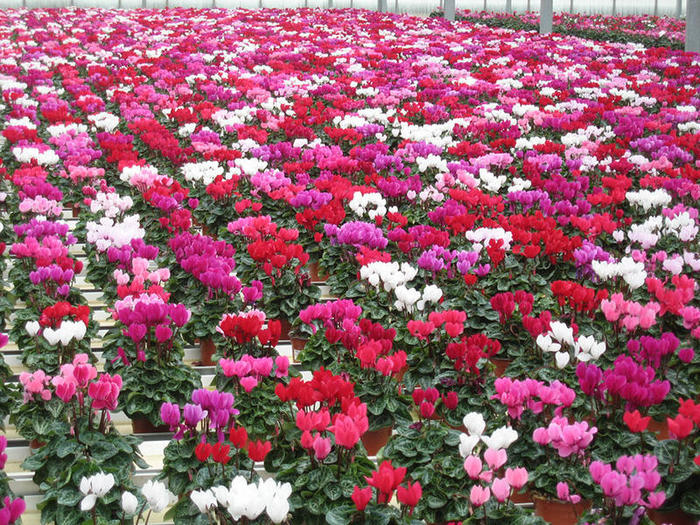 jarry-gamme-printemps-2017-mini-cyclamens-visuel03