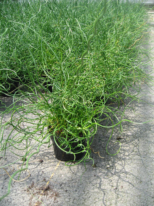 JUNCUS