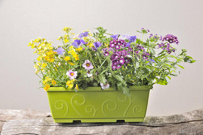 mélange-annuelle-mixte-jardiniere-40cm