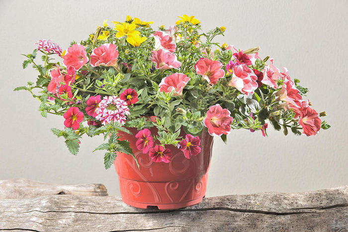 melange-annuelle-ton-rouge-pot-4,5L