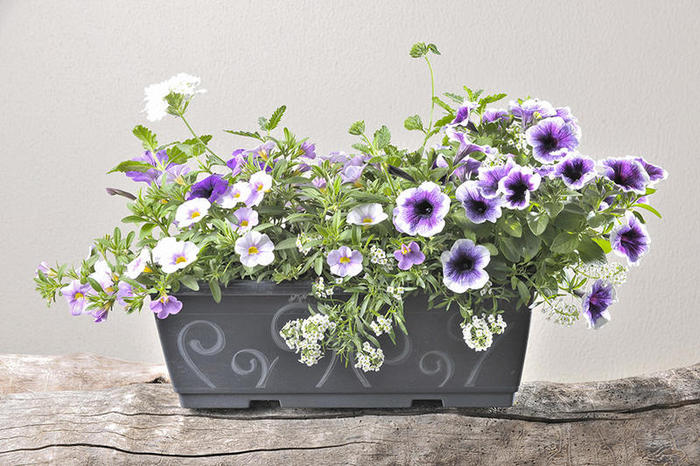 melange-annuelle-ton-violet-jardiniere-40cm