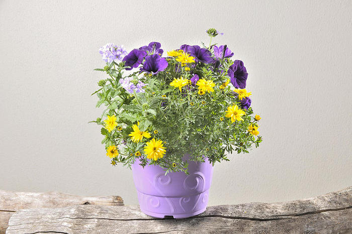 melange-annuelle-ton-violet-pot-4,5L