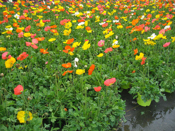 PAPAVER-NUDICAULE-POT-19CM