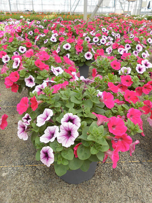 PETUNIA-RETOMBANT-POT-19CM