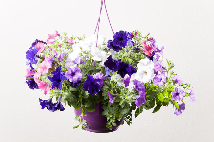 Petunia-retombant-suspension-26-cm