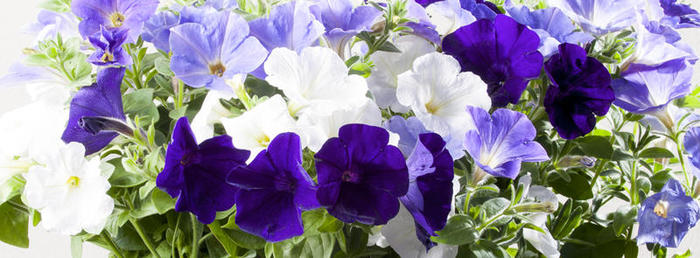 Petunia-retombant-ton-bleu