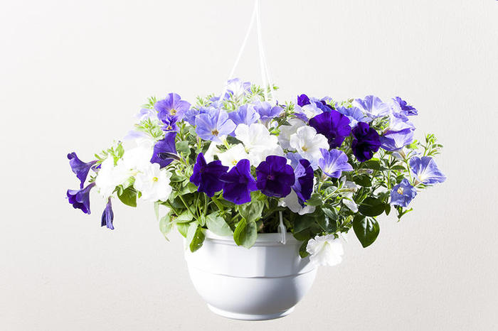 Petunia-retombant-ton-bleu-suspension-26-cm