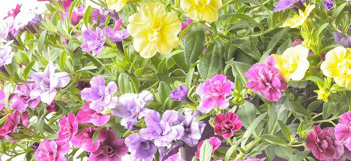 Production de Plantes à massifs bouture par Jarry