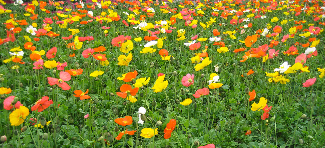 Production de Plantes vivaces et bisannuelles<br/>de printemps par Jarry